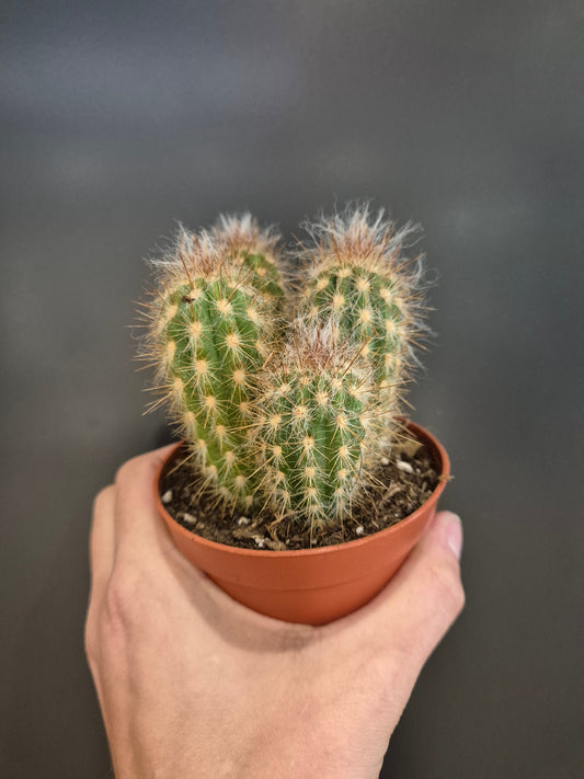 Cactus, Frontal, 4 green tubes with white fur and spikes all around from top to bottom