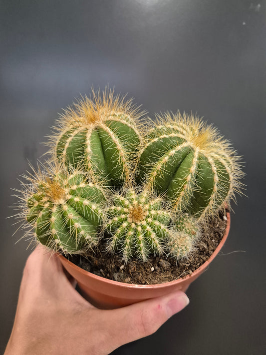 Cactus, Frontal, 4 large barrel shaped cactus with golden coloured spikes leading off