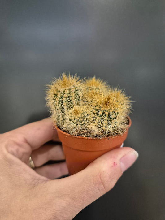 Cactus, Frontal, 4 large gold spikey tubes 