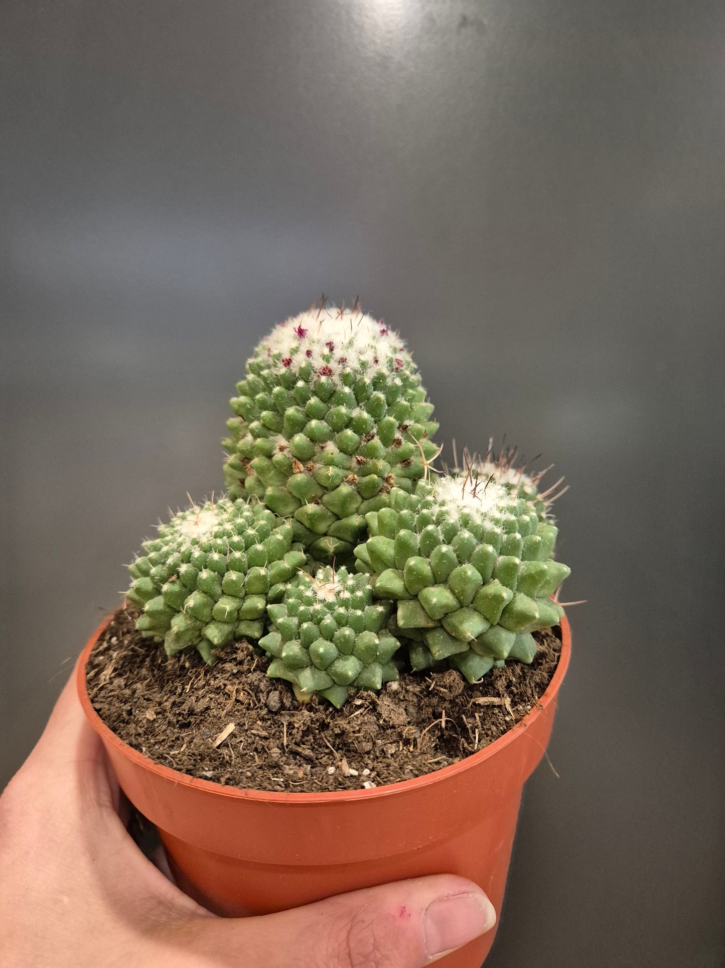 Cactus, Frontal, 4 large pointy spheres with white fur and small pink flowers to the top. Frontal