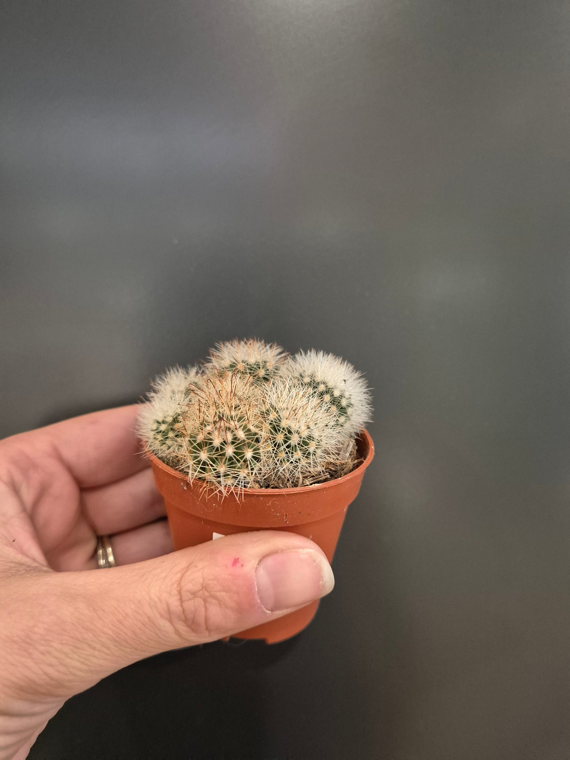 Cactus, Frontal, 4 large white spikey spheres