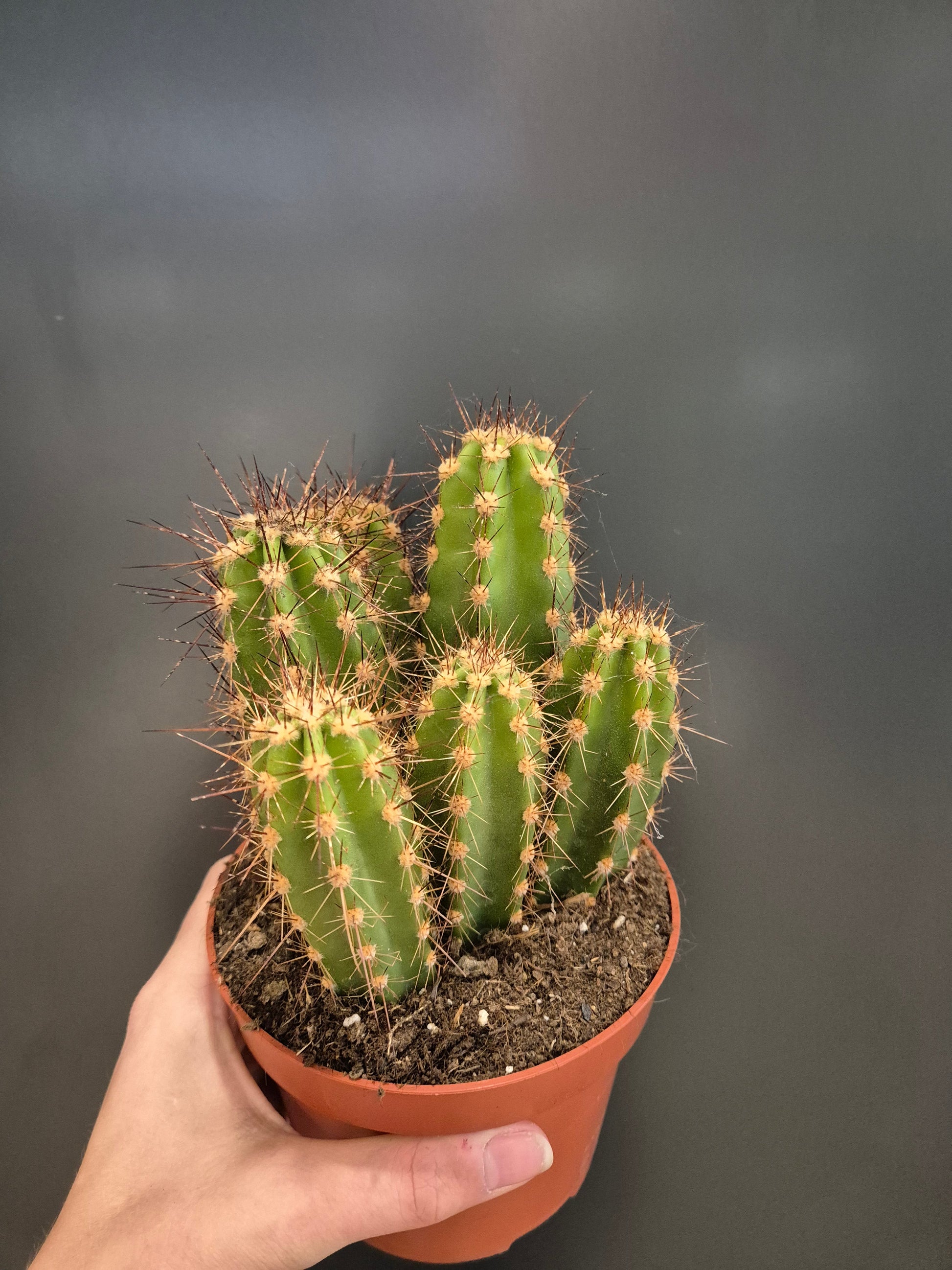 Cactus, Frontal, 5 large tubes with golden coloured spikes leading off