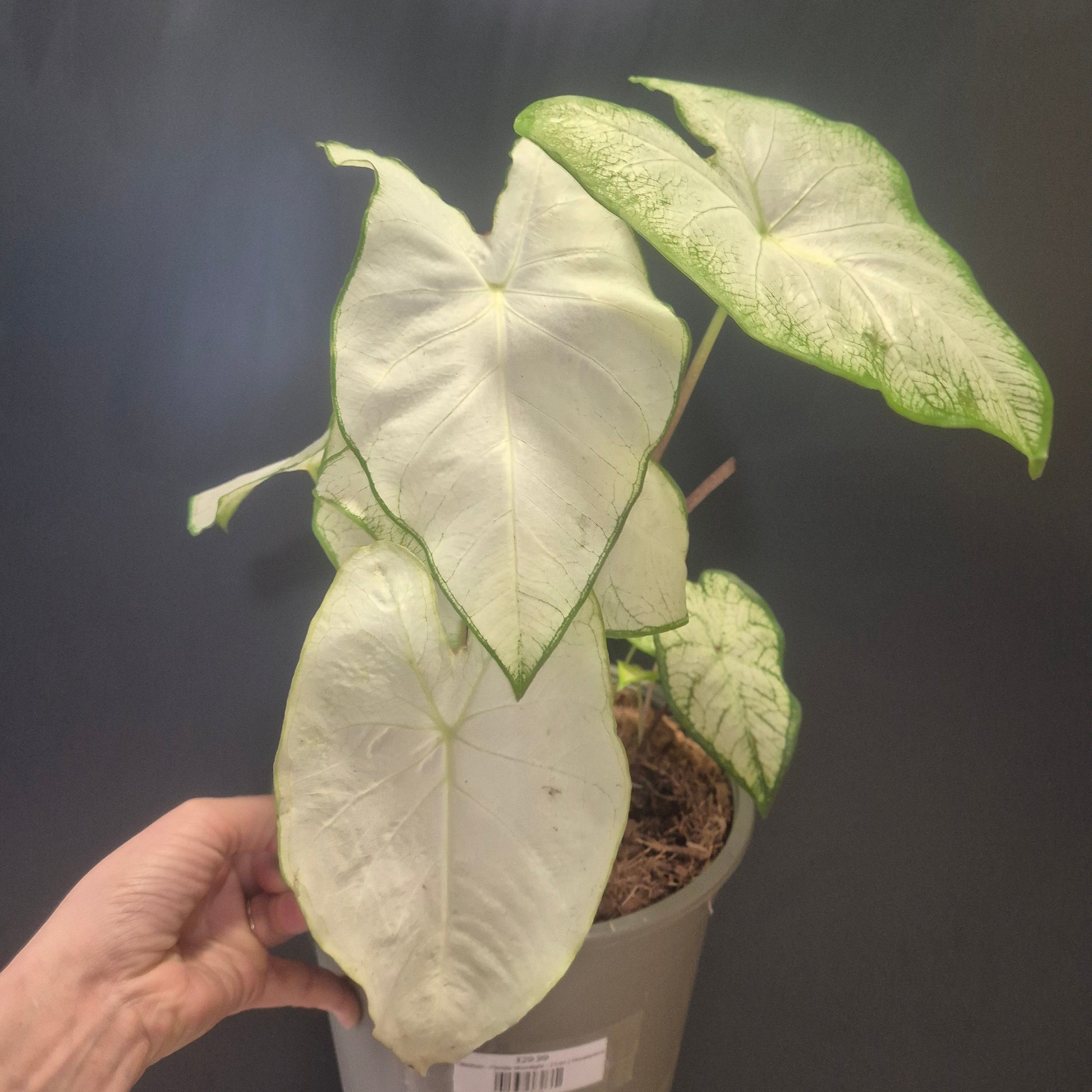 Potted Caladium with large white leaves and green outline held by a hand against a dark background