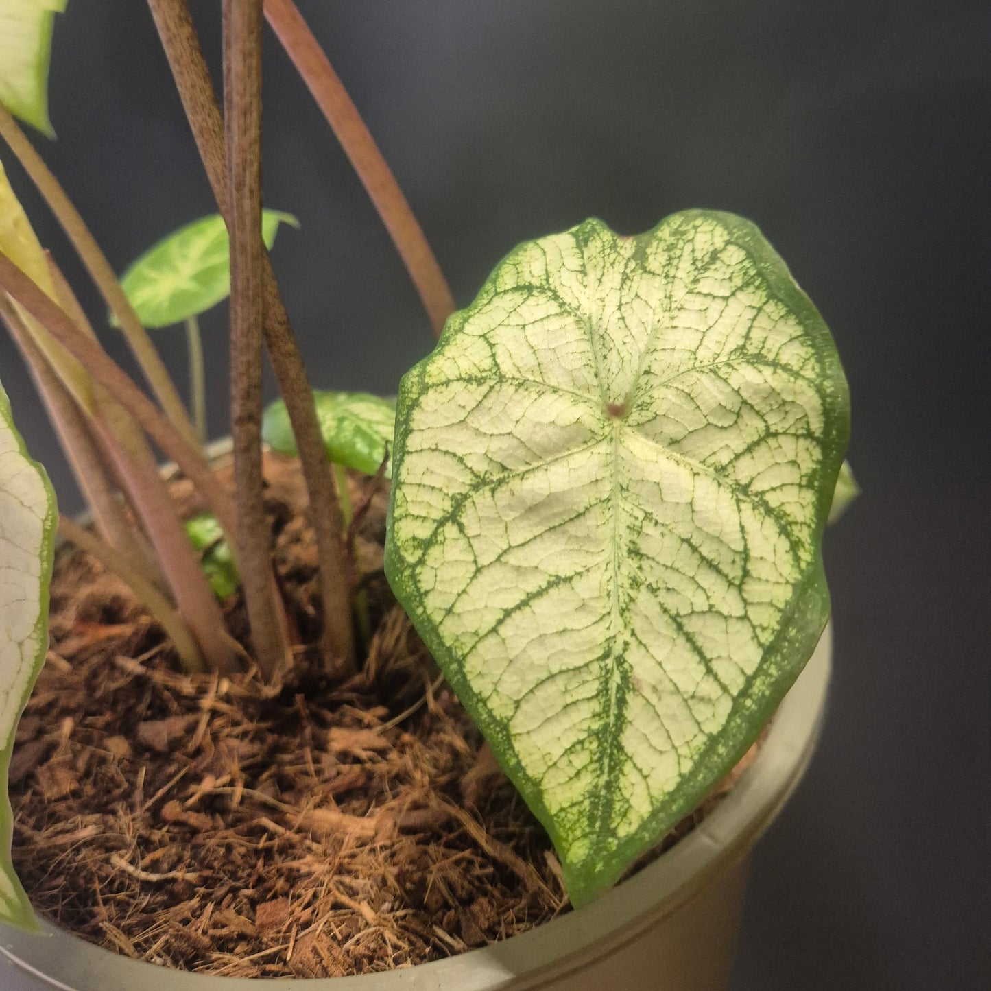 Potted plant with green and white leaves on a dark background