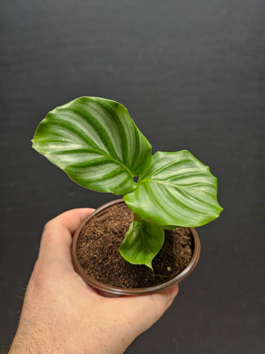 Calathea Orbifolia - Cabbage Leaf | Houseplant