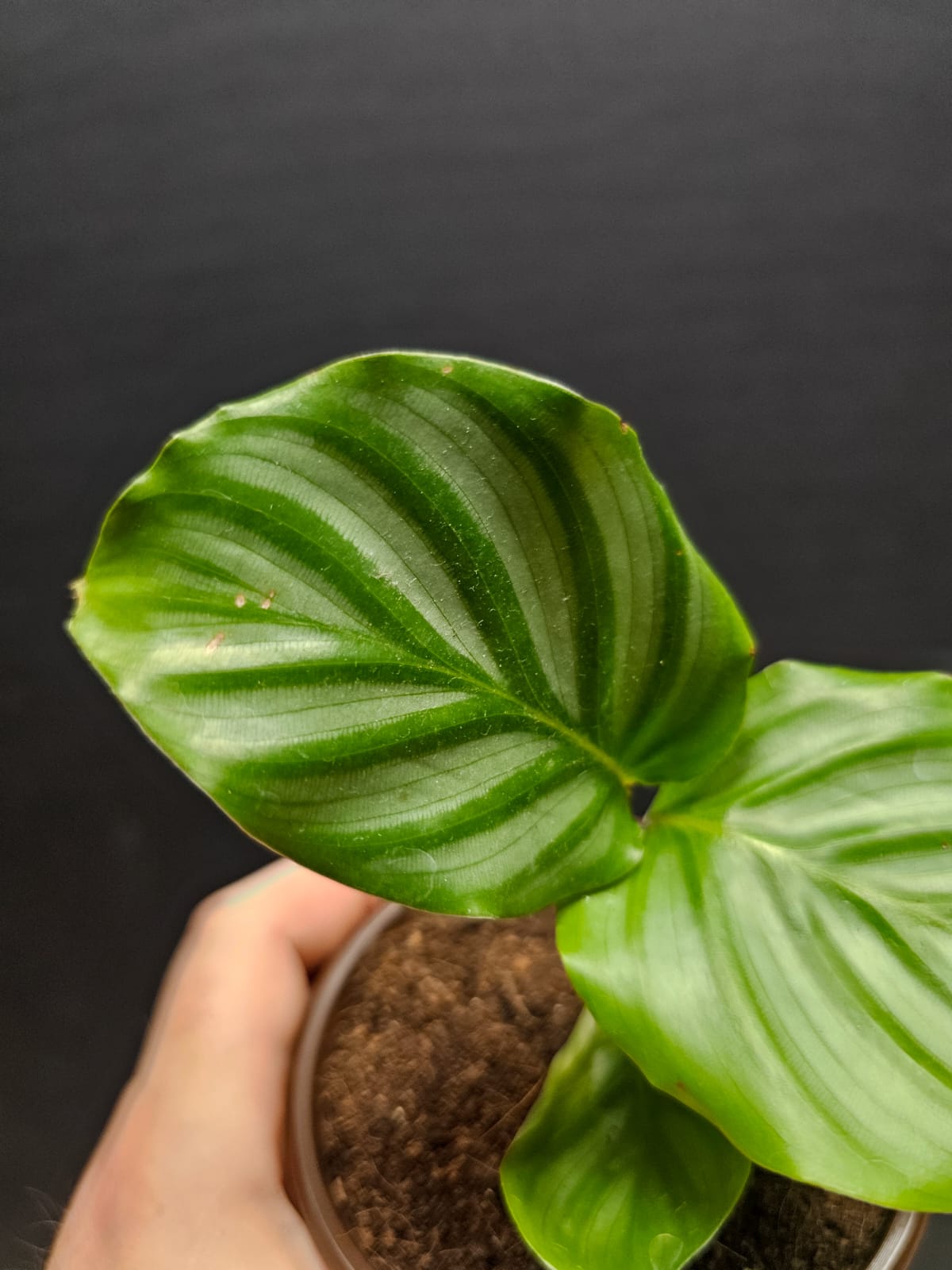 Calathea Orbifolia - Cabbage Leaf | Houseplant