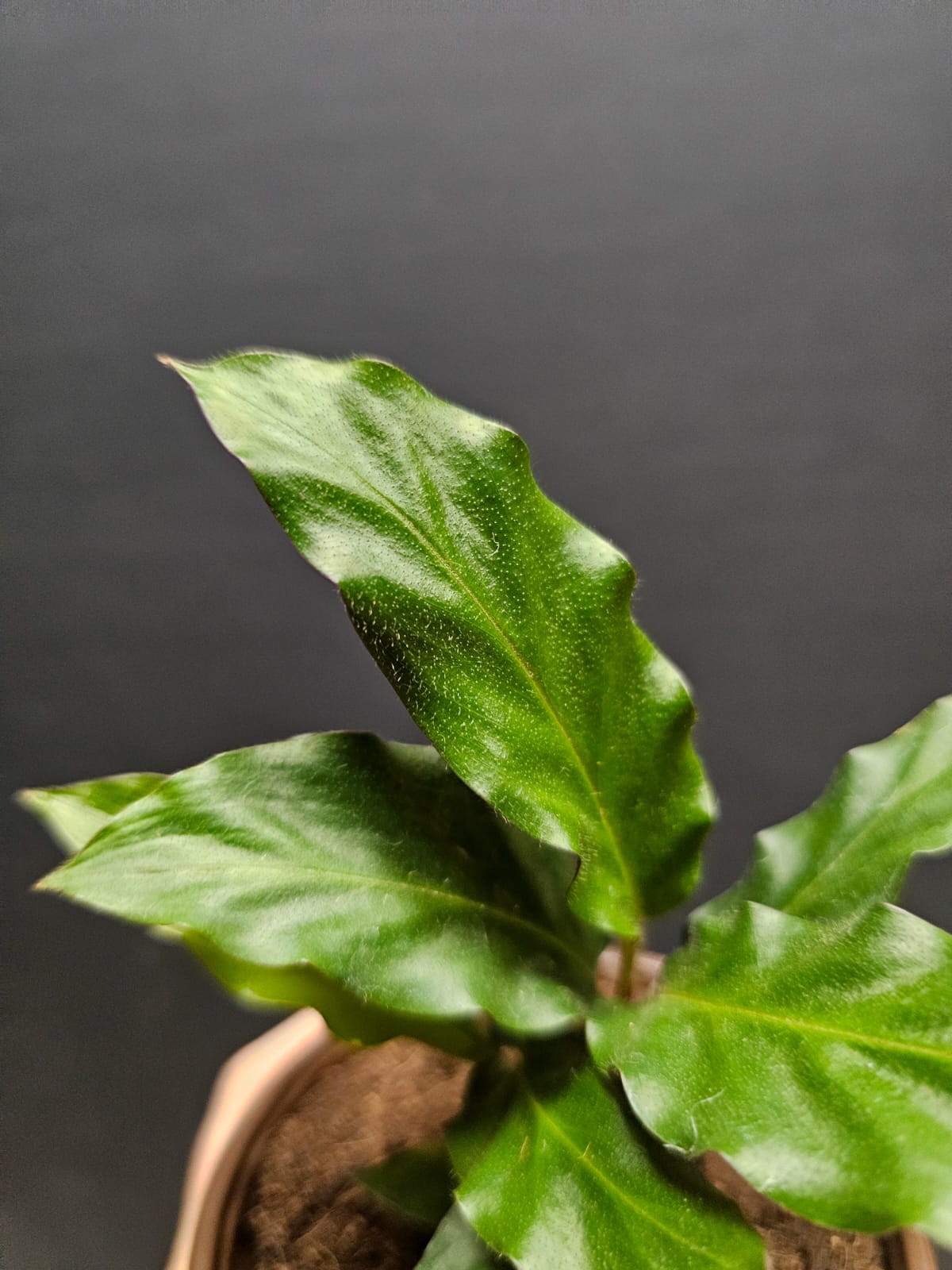 Calathea Rufibarba Green Small - Prayer Plant | Houseplant