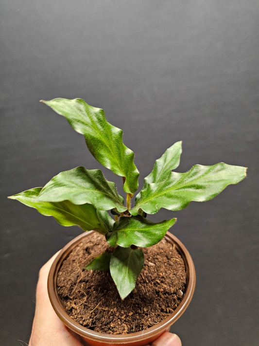 Calathea Rufibarba Green Small - Prayer Plant | Houseplant