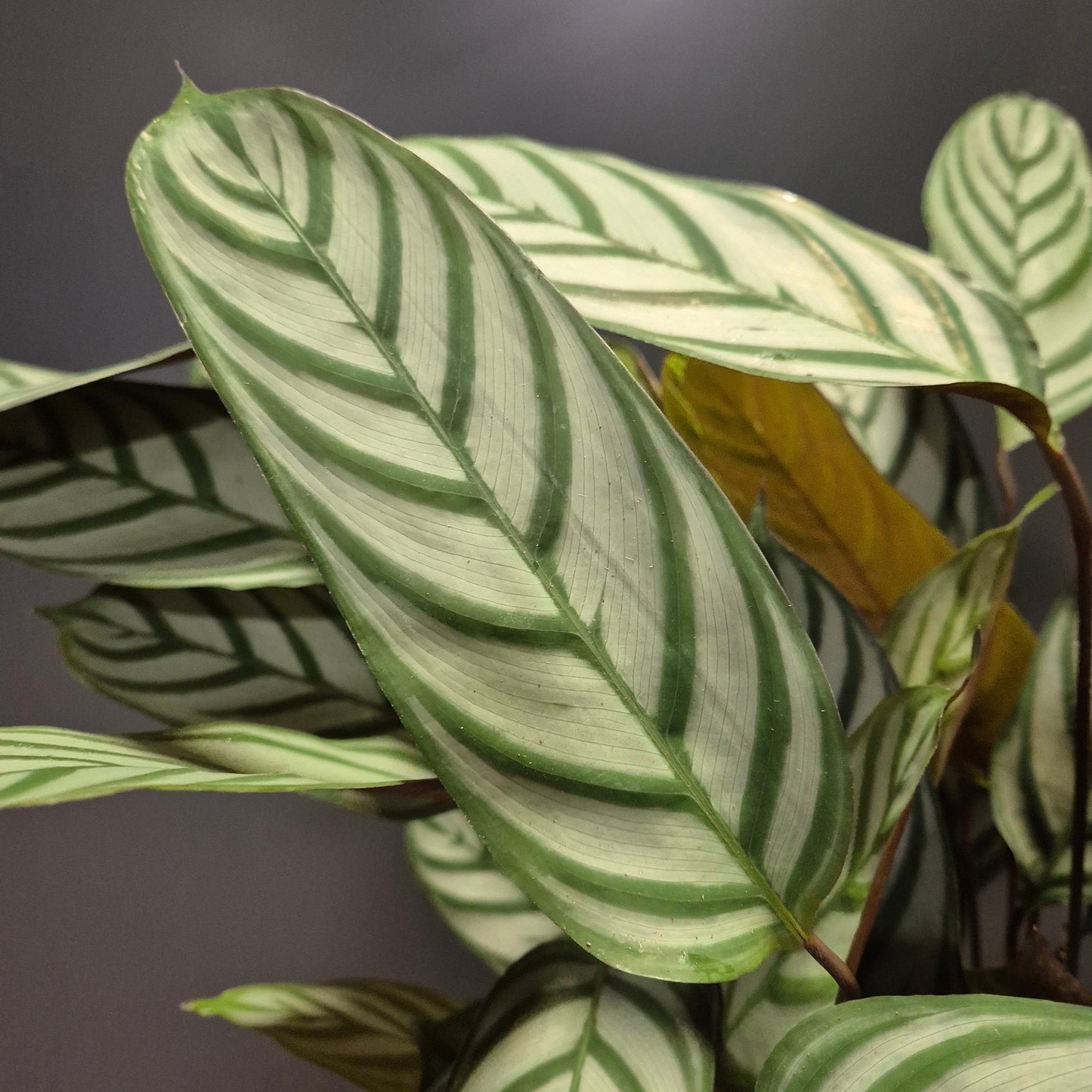 Close-up of a potted plant with striped leaves against a dark background