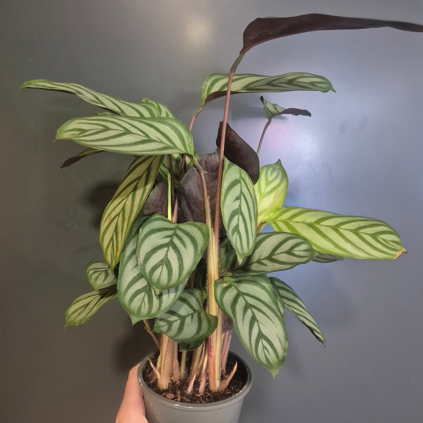 A potted Calathea Compact Star plant with distinctive green and white variegated leaves, held by a hand on the right side against a dark grey background.
