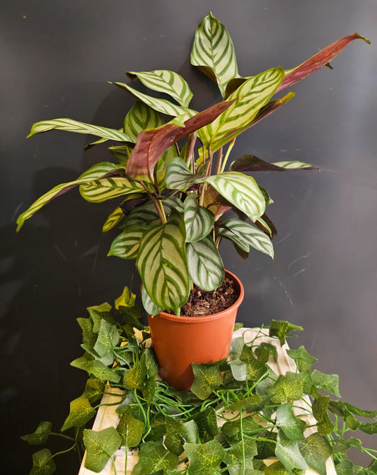 Calathea Compact Star - Never Never - Houseplant