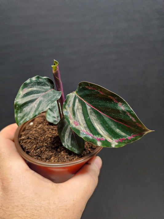 Calathea Dottie - Prayer Plant | Houseplant