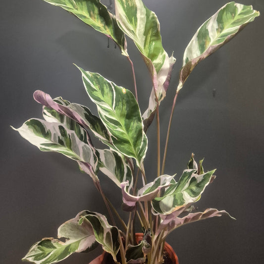 A potted Calathea Fusion White houseplant with variegated green, white, and purple leaves, shown against a dark grey background.