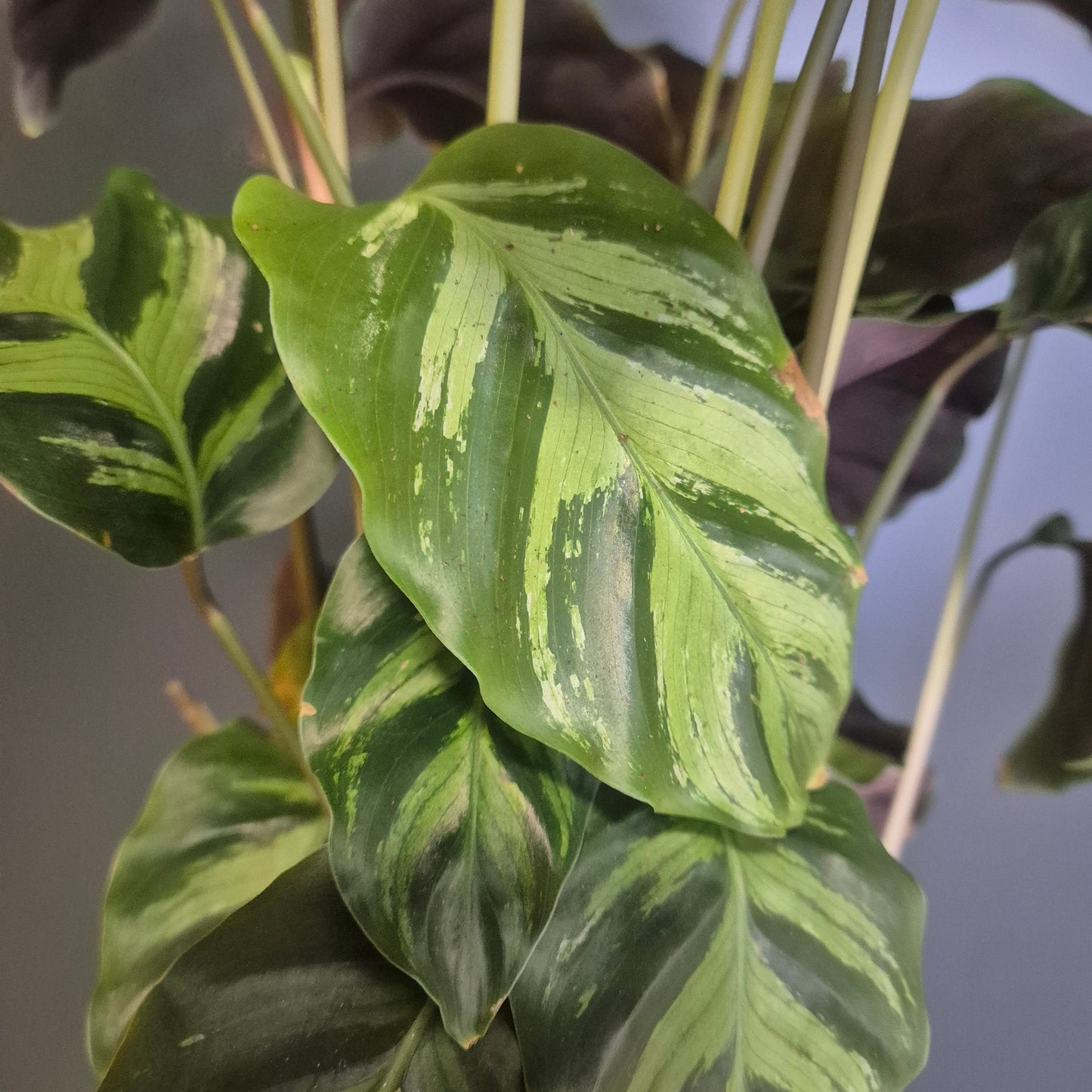 Close-up of a variegated Calathea plant with large green leaves featuring light yellow-green and cream horizontal variegation, set against a soft gray background.