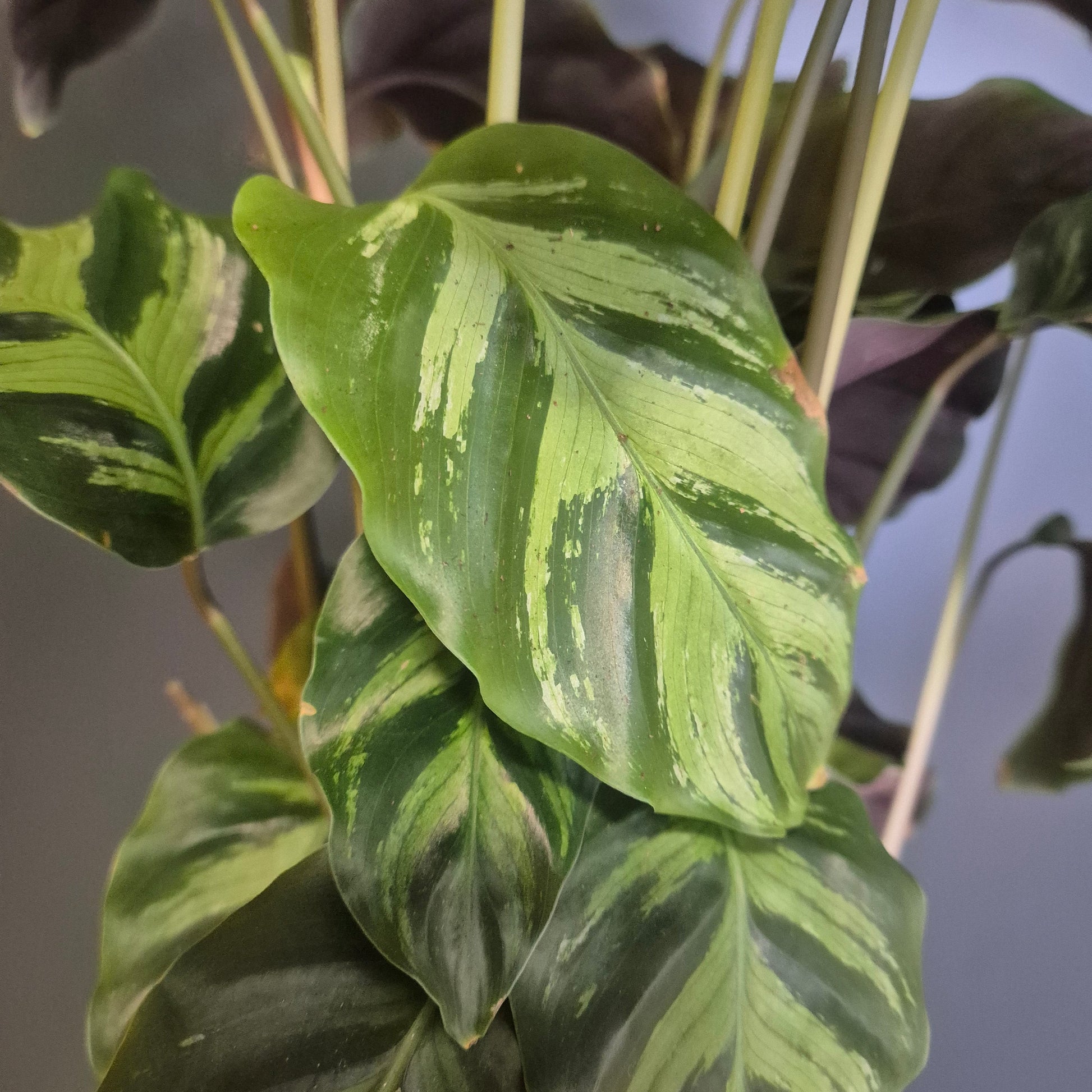 Close-up of a variegated Calathea plant with large green leaves featuring light yellow-green and cream horizontal variegation, set against a soft gray background.