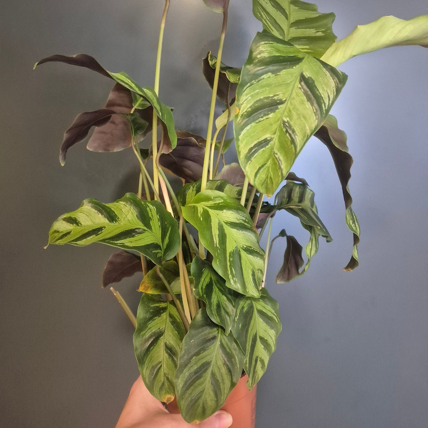 A Calathea Louisae houseplant with green and orange variegated leaves, held by a hand against a grey background.
