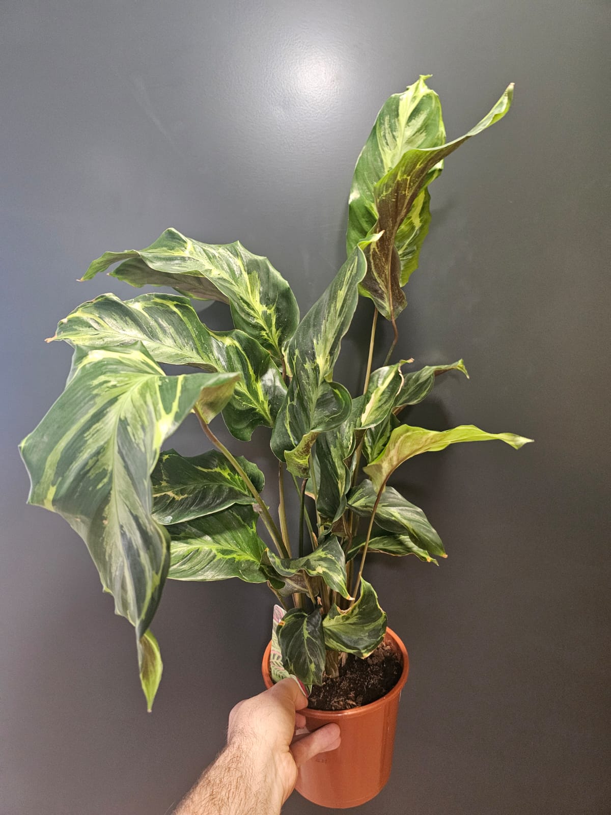 Calathea, Misto, Frontal, multiple stems with green and yellow patterned leaves at the top. 