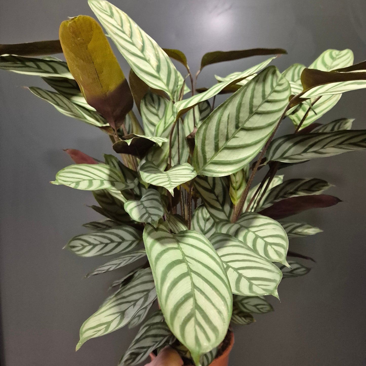 Potted plant with dark and light green striped leaves against a dark background