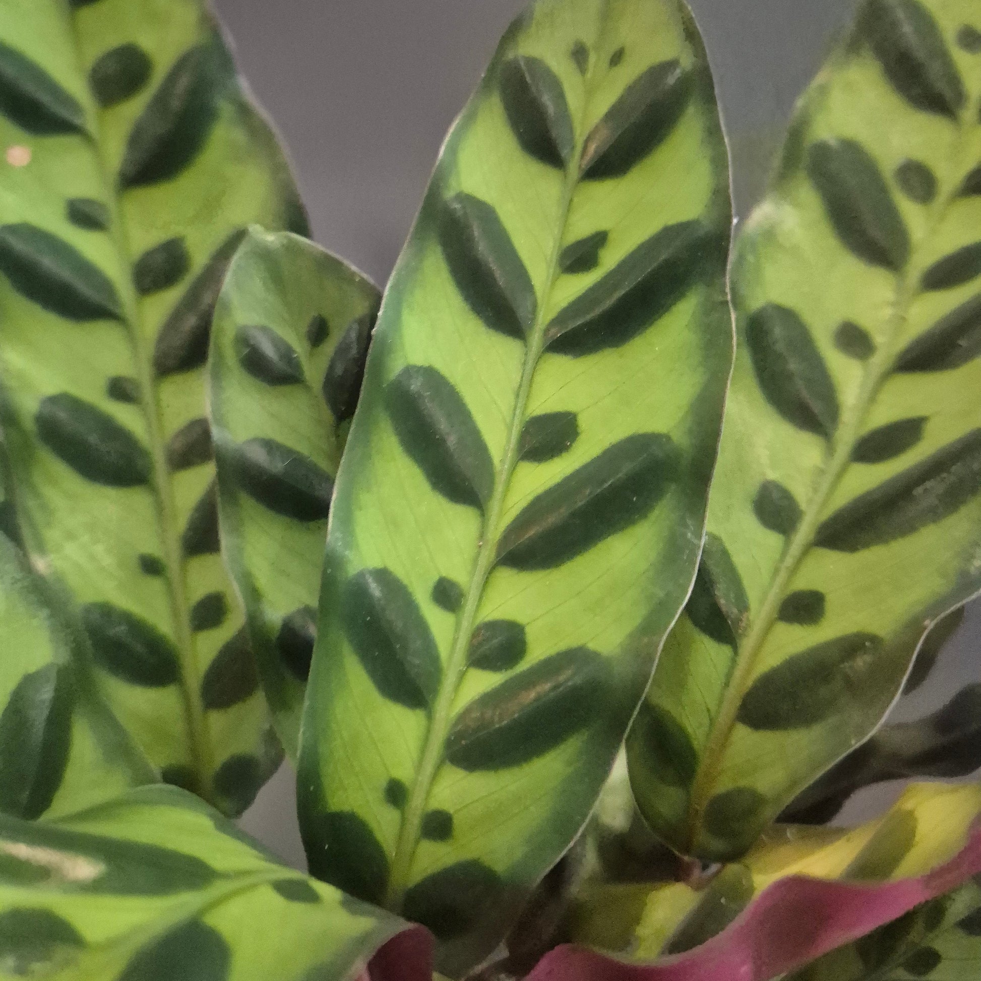 Close-up of a patterned houseplant with elongated green leaves featuring dark green to black irregular spots and a reddish-purple stem.