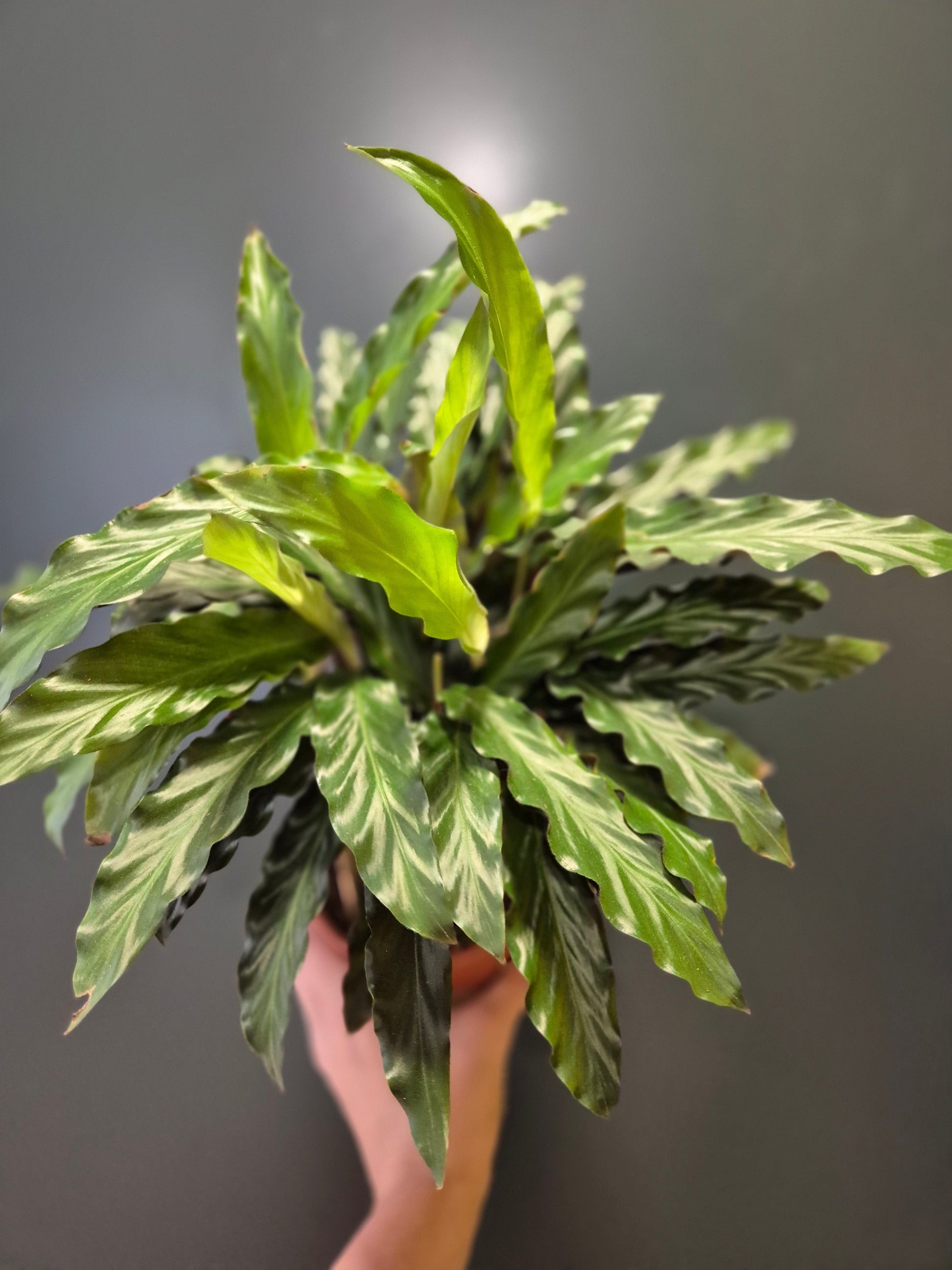 Calathea Rufibarba, Frontal, multiple stems with green leaves at the top. 