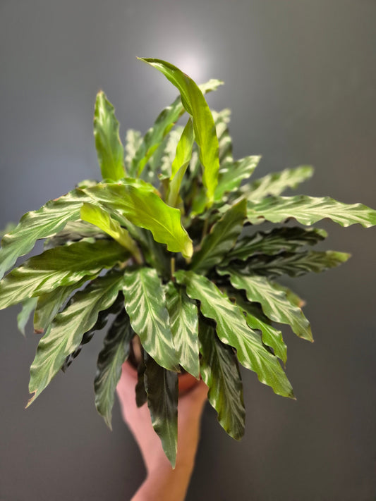 Calathea Rufibarba, Frontal, multiple stems with green leaves at the top. 