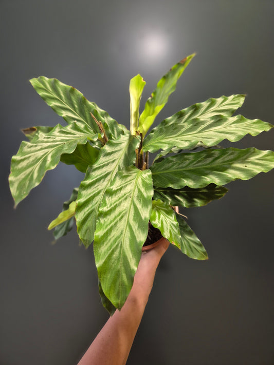Calathea Rufibarba, Frontal, multiple stems with wavy green leaves at the top. 