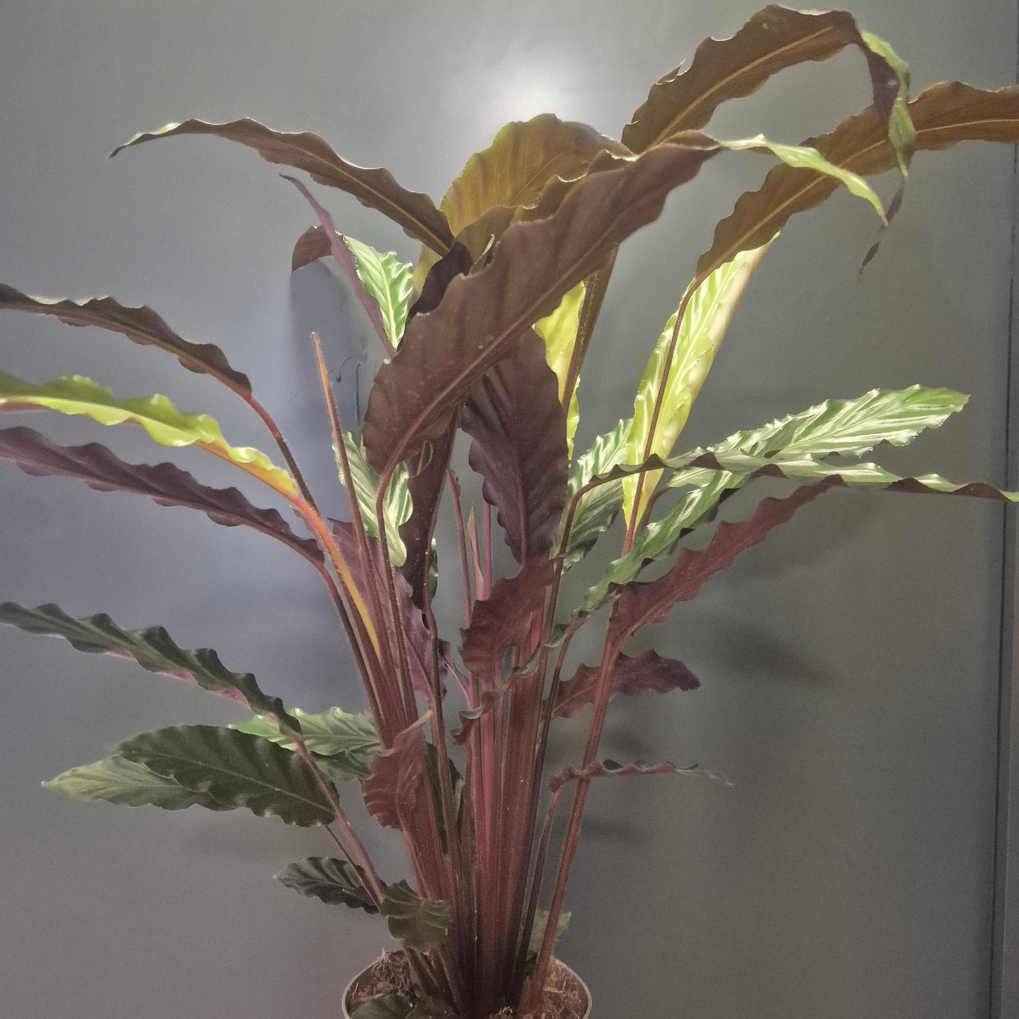 Calathea Rufibarba plant with large green leaves with purple undertones against a dark grey background