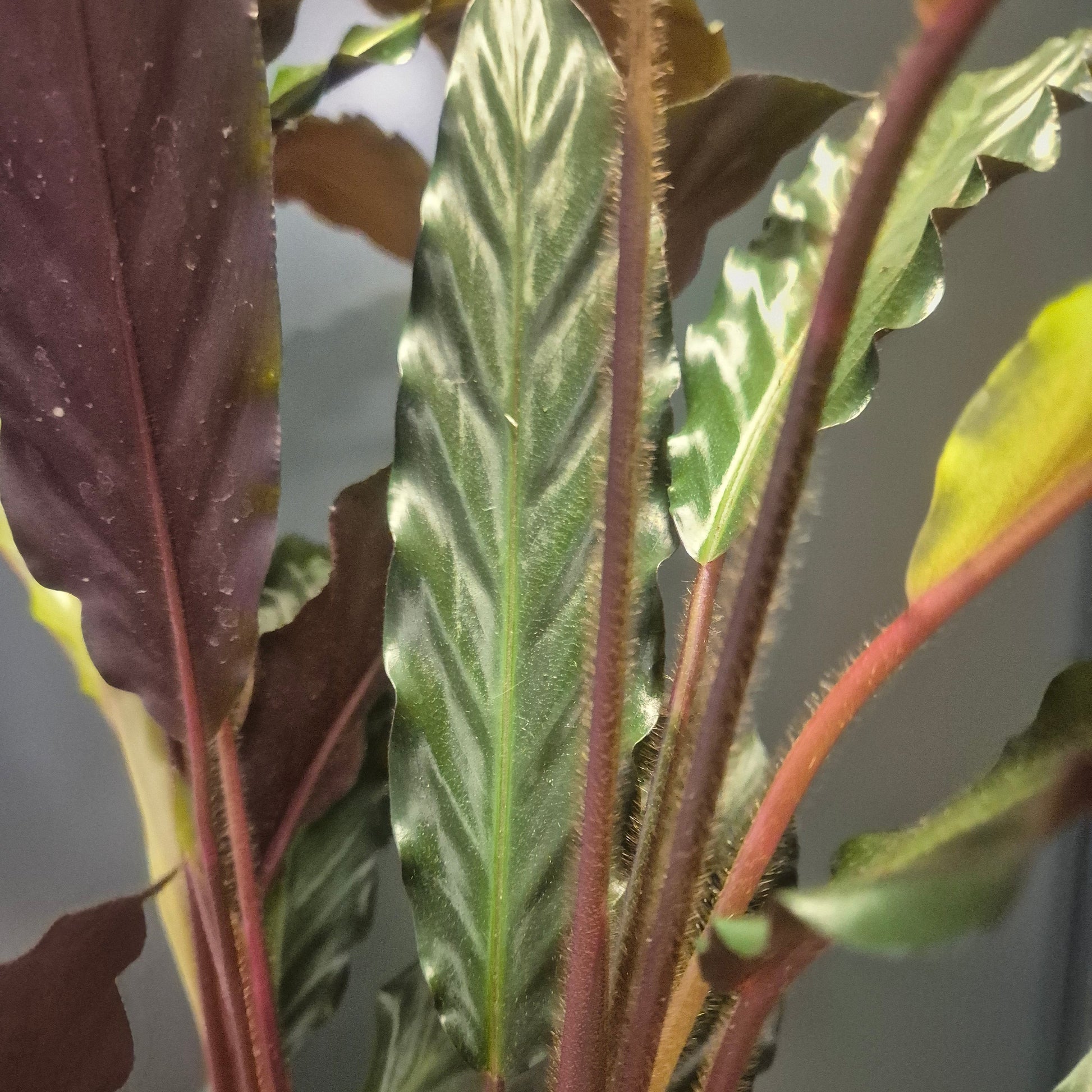 Close-up of a plant with purple and green leaves against a neutral background