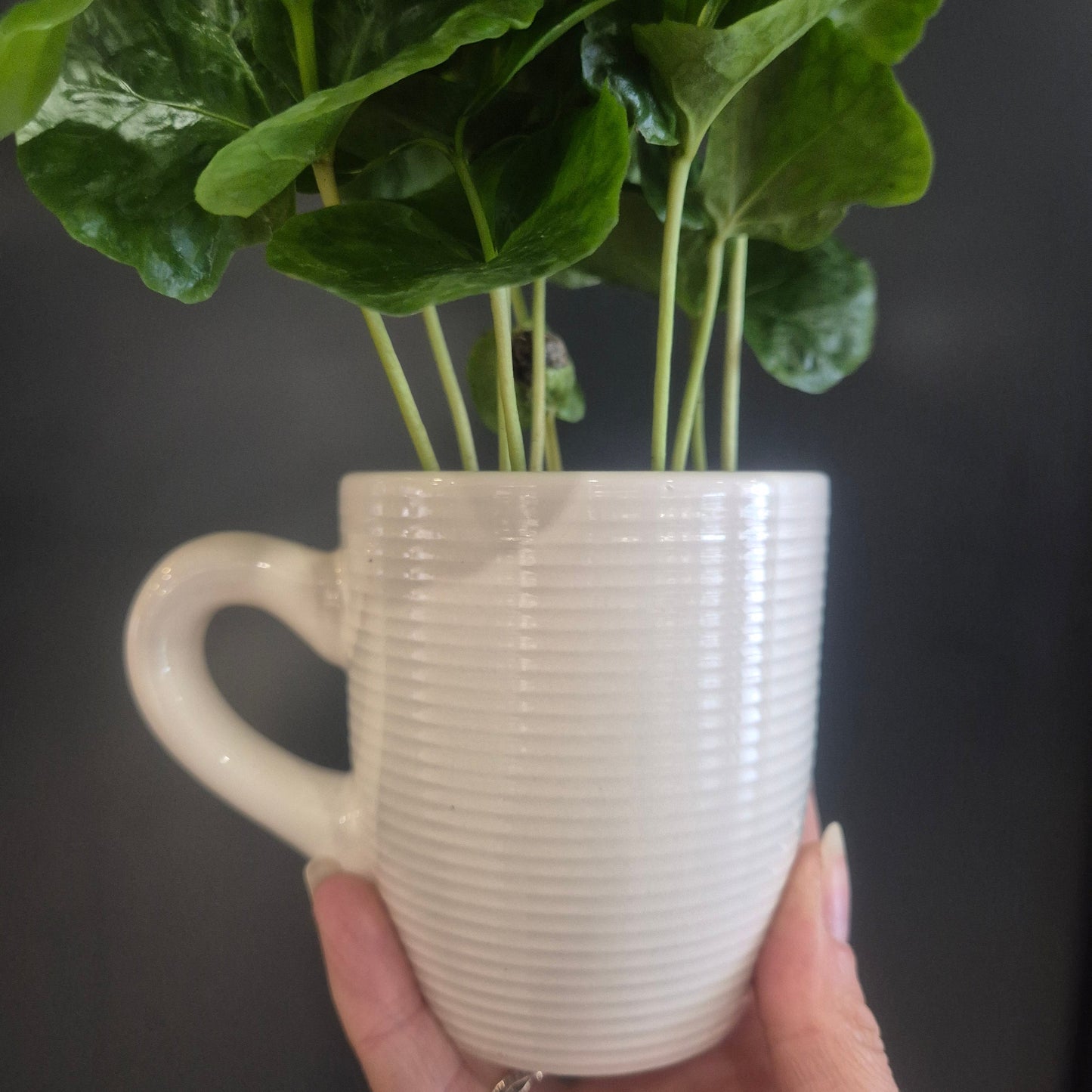 A hand holding a ribbed off-white ceramic mug horizontally, with green leafy stems emerging from the side of the mug, against a dark background.