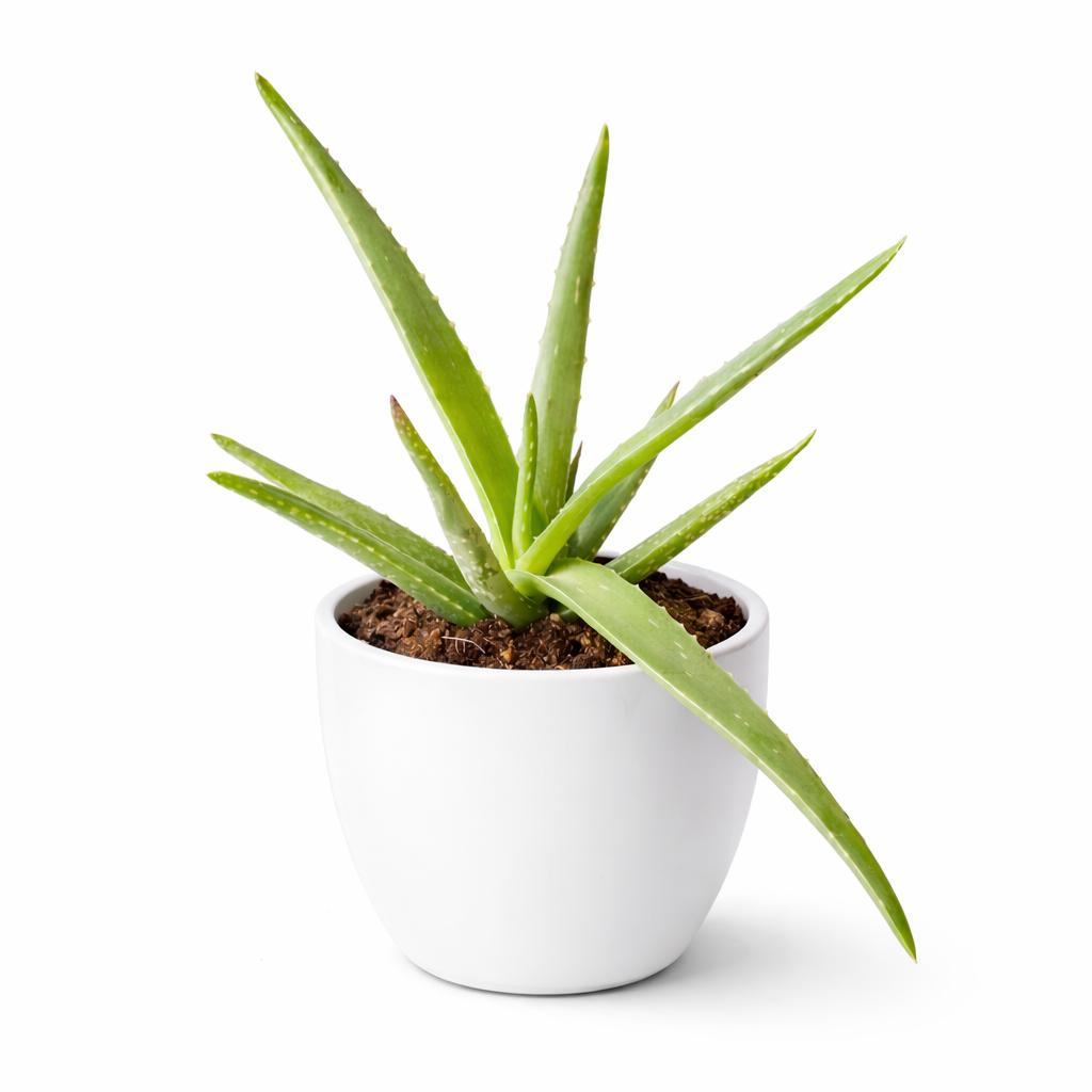 Potted aloe vera plant on a white background