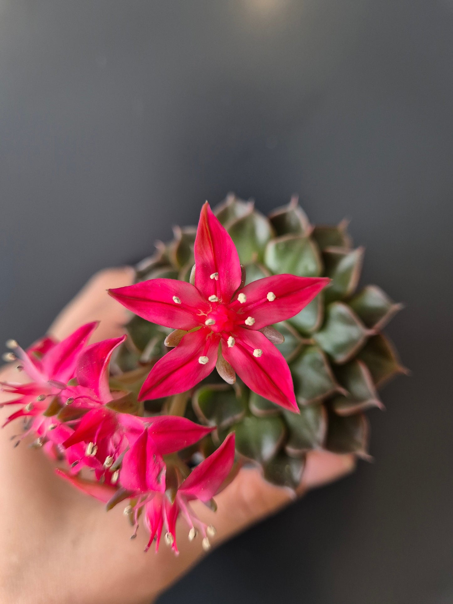 Chihuahua Flower, Close Up of pink flower. 5 petails with white spotty centers