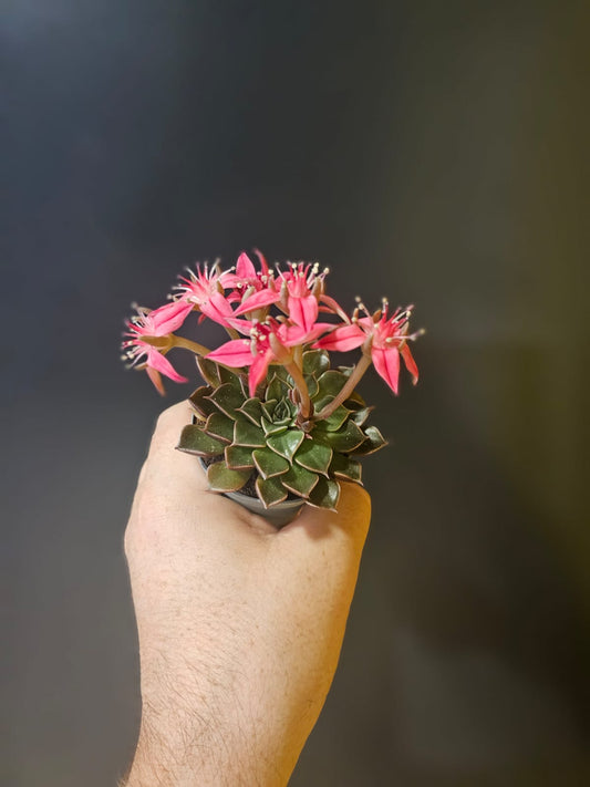 Chihuahua Flower, Frontal, teardrop shaped leaves stacked on top of each other shaped in a circle. pink spiky flowers sitting atop of the leaves