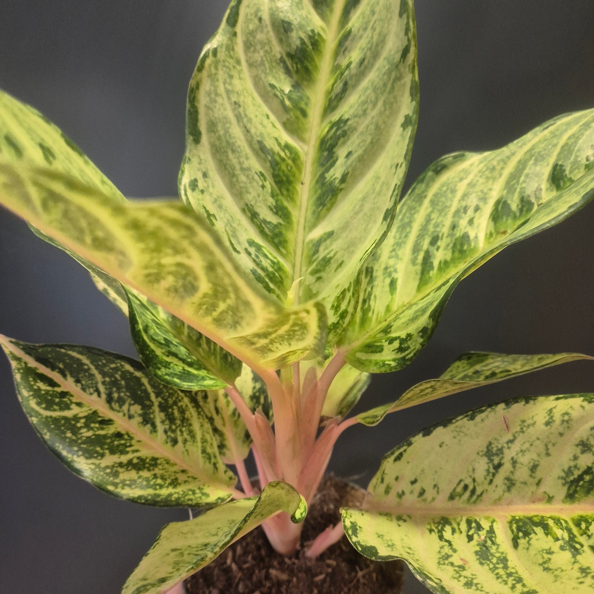 Variegated Aglaonema houseplant in a pot held by a hand against a dark background