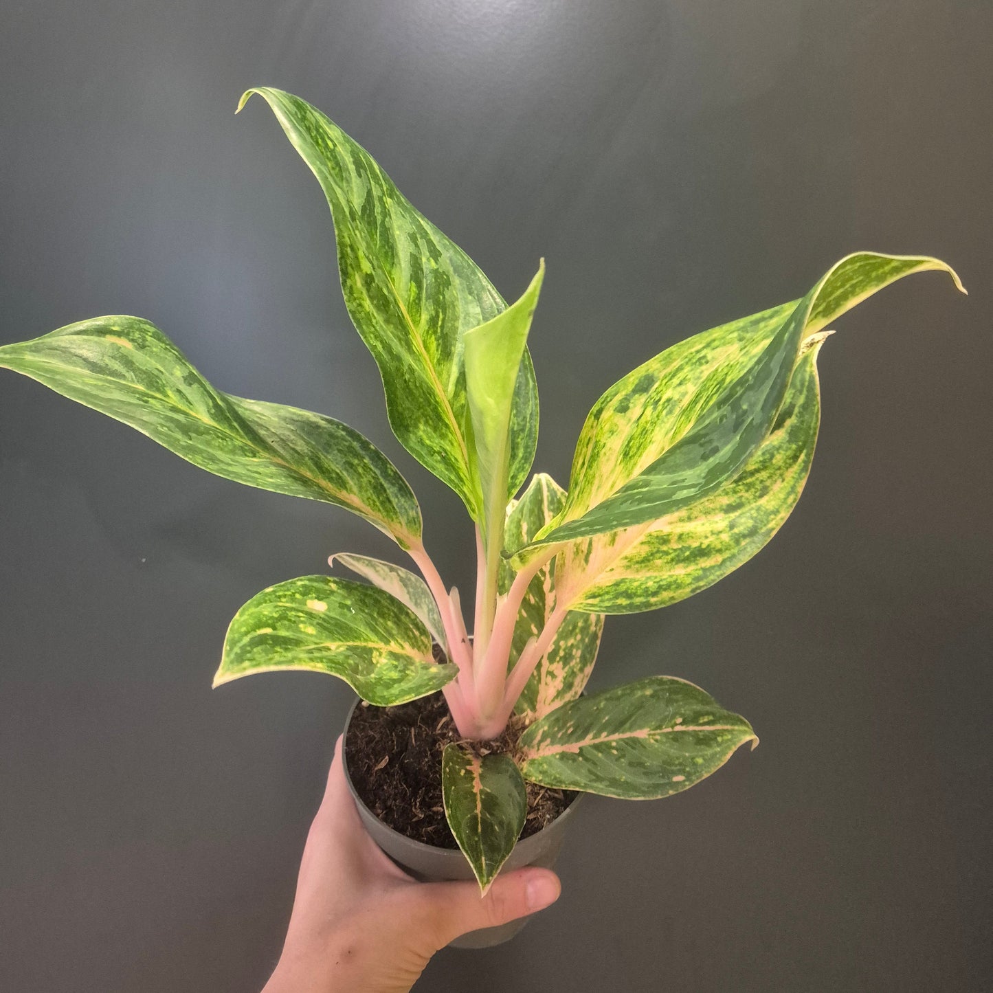 Hand holding a potted Aglaoema Cocomelon with green and yellow leaves against a dark background