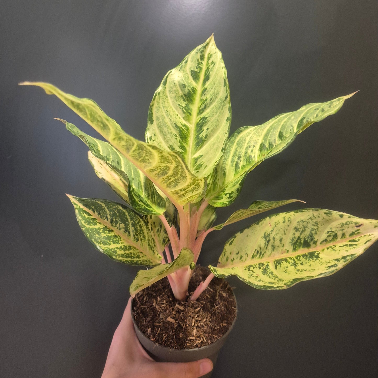 Potted Aglaonema plant with yellow and green leaves held against a dark background