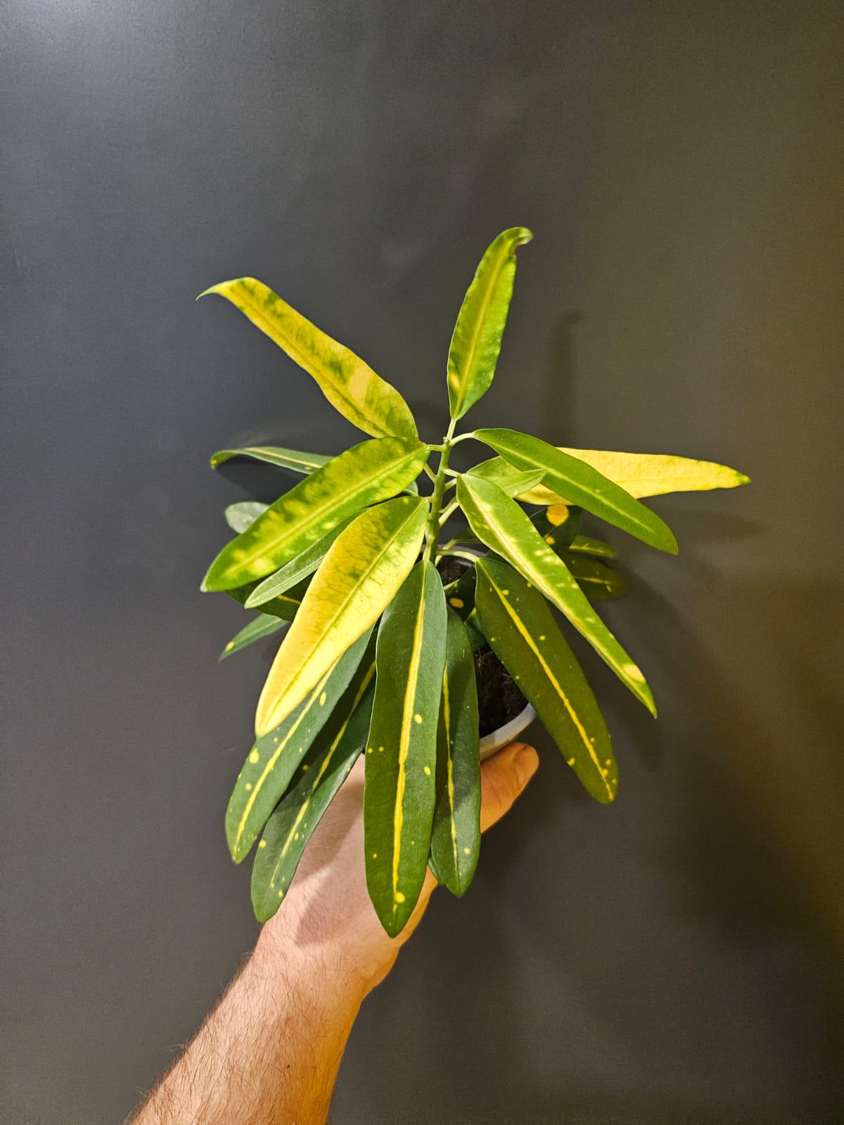 Codiaeum, Croton, Above, multiple green and yellow coloured leaves shaped like bananas