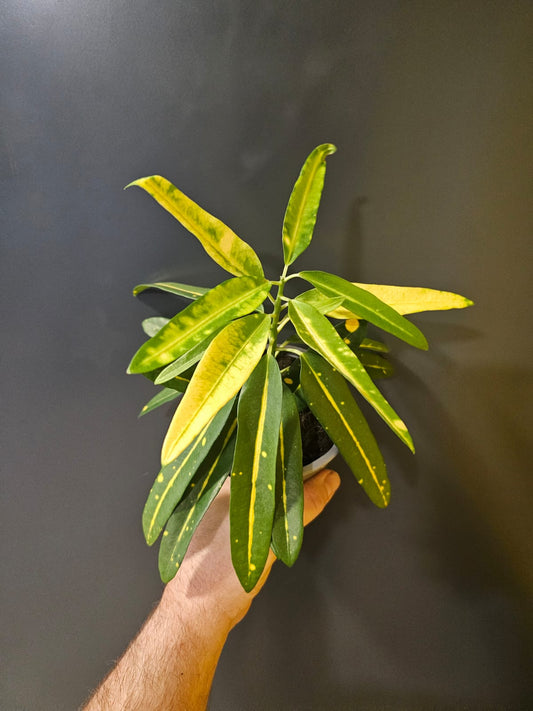 Codiaeum, Croton, Above, multiple green and yellow coloured leaves shaped like bananas