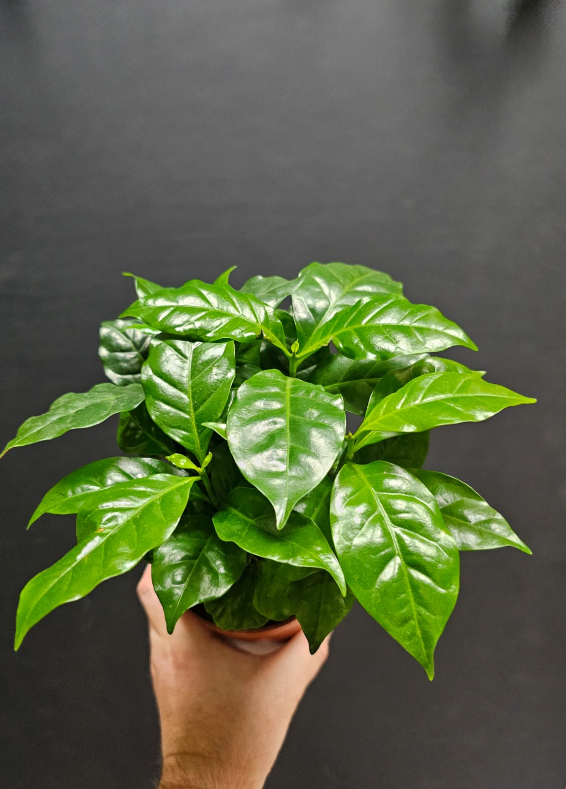Arabica Coffee Plant | Houseplant