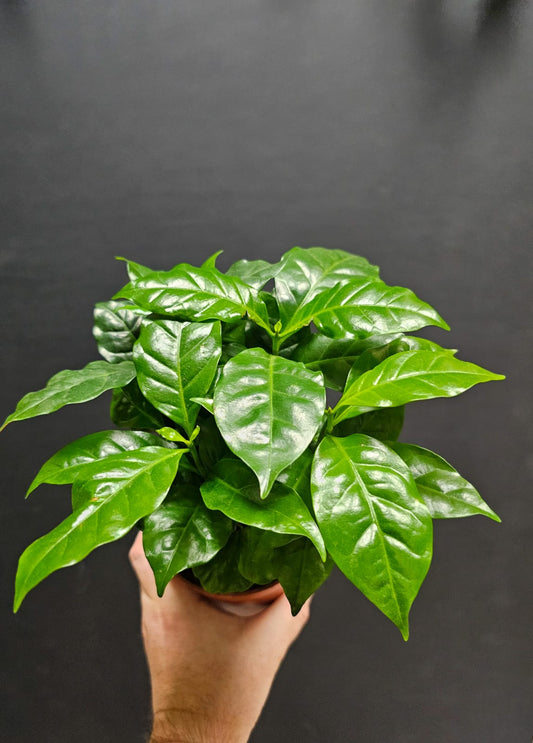 Arabica Coffee Plant | Houseplant