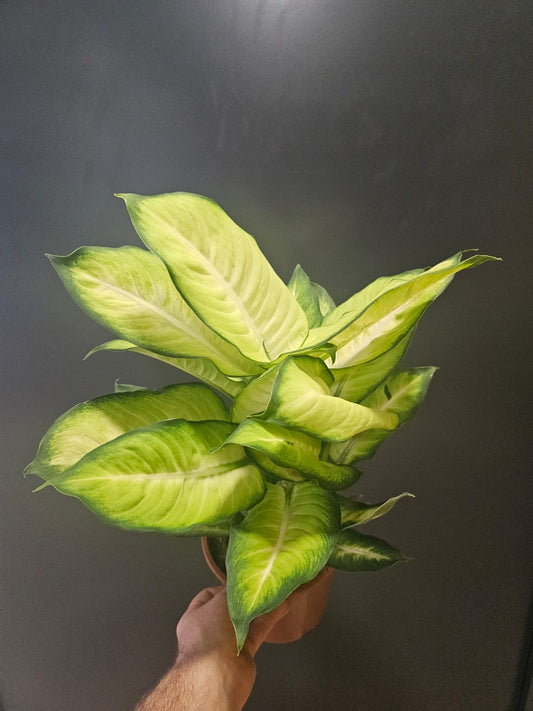Dieffenbachia, Frontal, multitude of large yellow leaves with dark green outlines. 