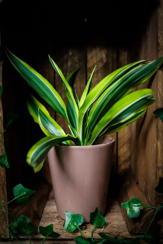 Dracaena | Corn Plant | Houseplant | 12cm