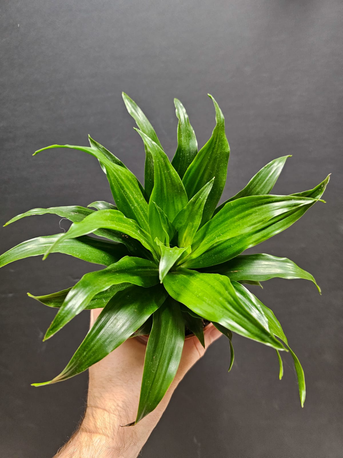 Dracaena Compacta - Dragon Tree | Houseplant