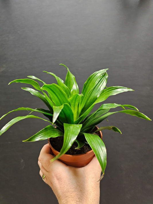 Dracaena Compacta - Dragon Tree | Houseplant