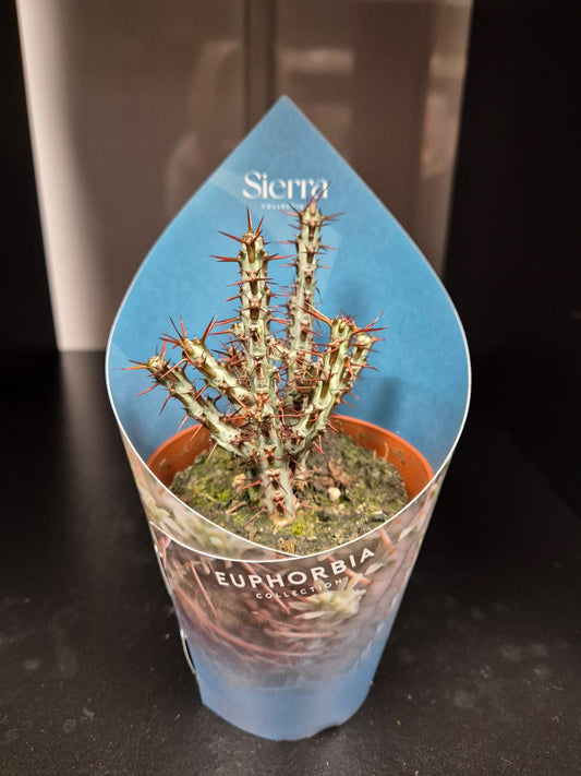 Euphorbia | Miniature Saguaro | Houseplant | 8cm