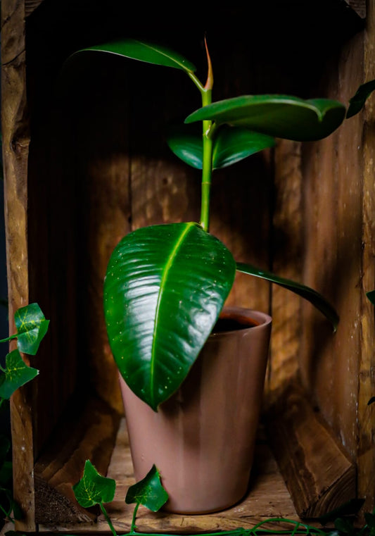 Ficus Elastica | Rubber Tree | Houseplant | 12cm