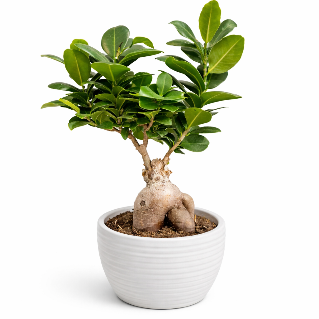 Potted plant with visible roots in a white pot on a white background