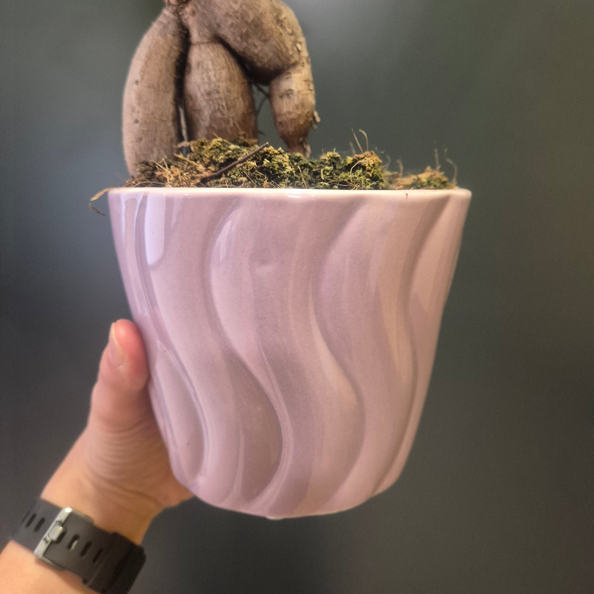 A hand holding a lavender coloured wavy ceramic planter with a rhubarb plant growing in it, set against a dark grey background.