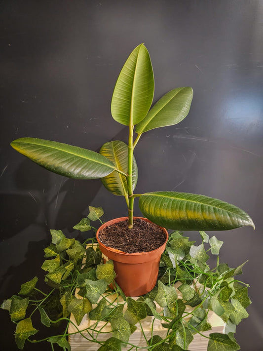 Ficus Robusta - Rubber Tree