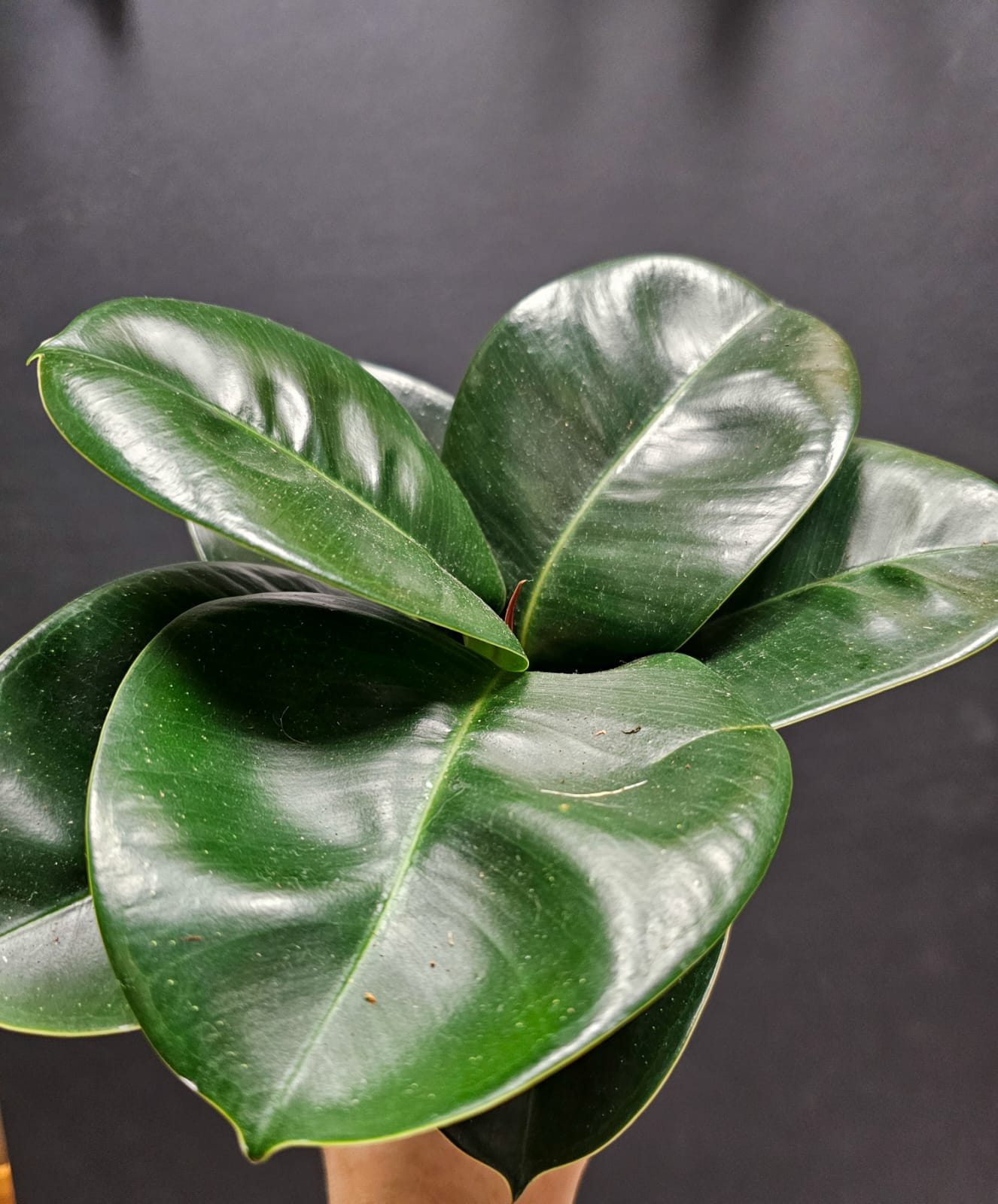 Ficus elastica - Robusyta | Houseplant