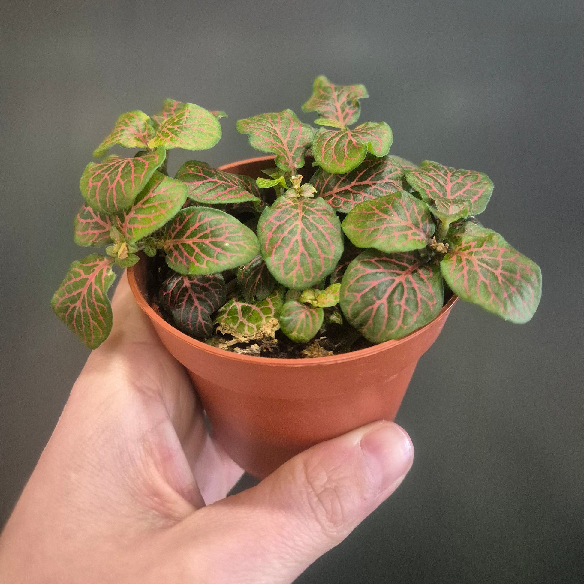 Hand holding a small potted plant with green leaves against a dark background